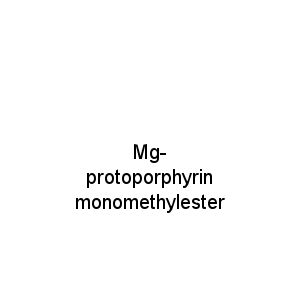 Mg-protoporphyrin monomethylester